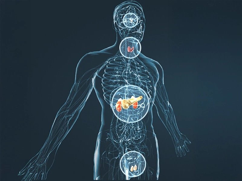 A stylised anatomical diagram of the male body with highlighted systems, from the vendor's artwork