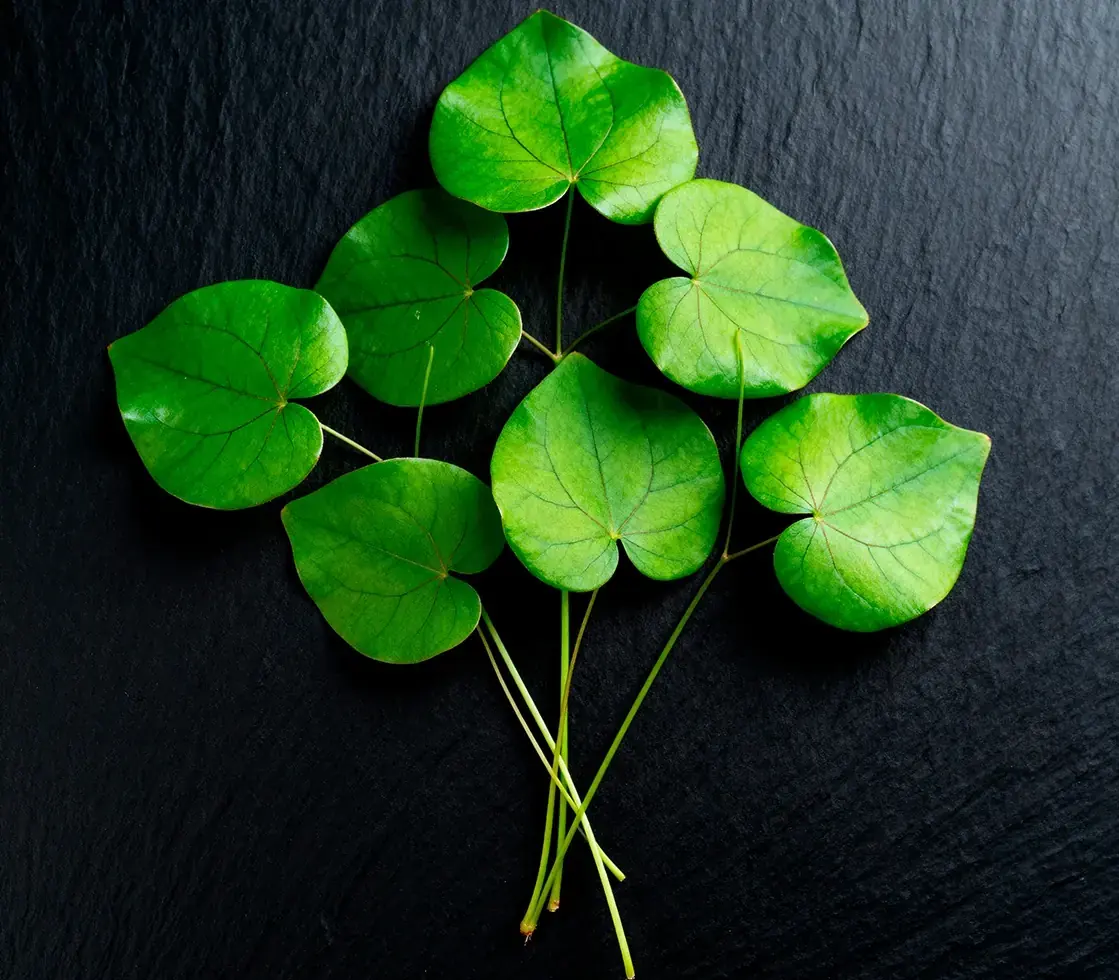 Heart-shaped wild yam leaves on dark slate