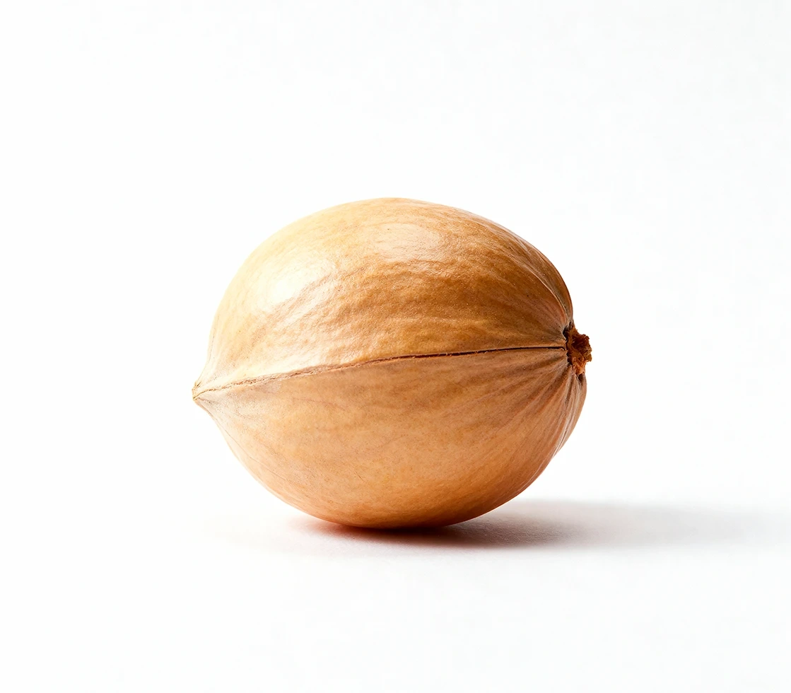 A single unlabelled seed photographed on a white ground, from the vendor's supplied artwork